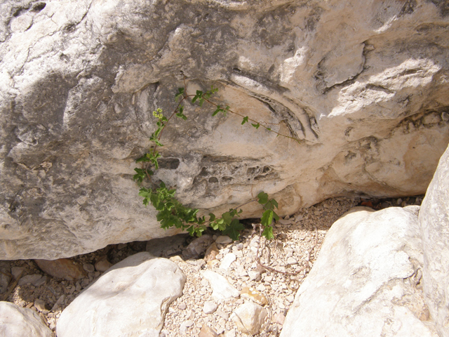 Cissus trifoliata (Cow-itch vine) #80346