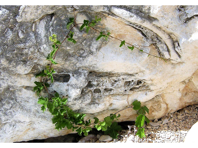 Cissus trifoliata (Cow-itch vine) #80347
