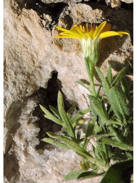 Heterotheca viscida (Cliff false goldenaster) #80349