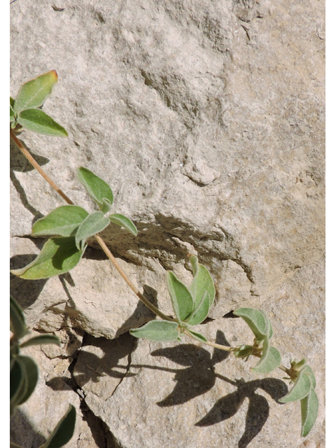 Croton monanthogynus (Prairie tea) #80380
