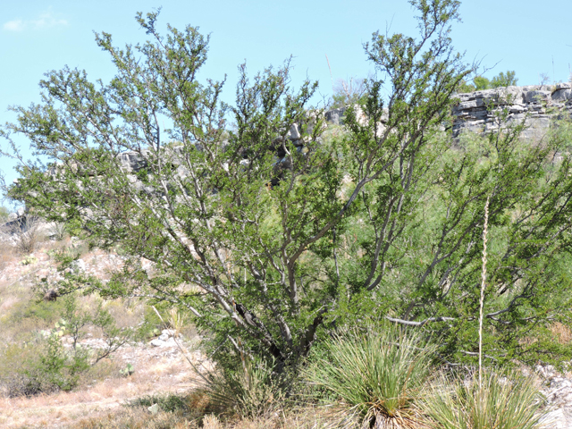 Vachellia rigidula (Blackbrush acacia) #80388
