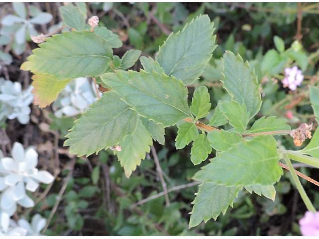 Lantana achyranthifolia (Brushland shrubverbena) #80409