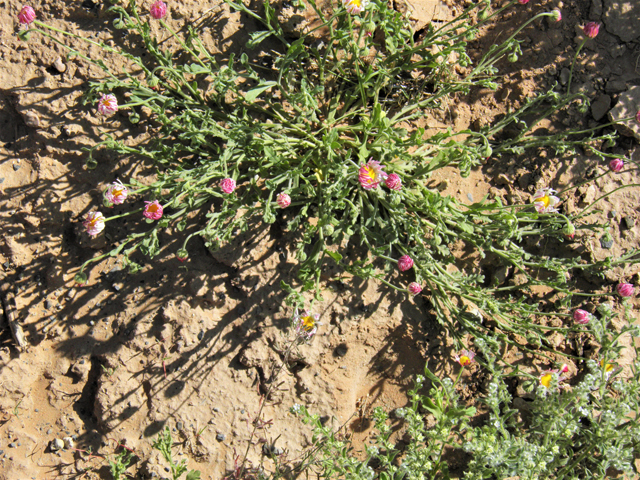 Aphanostephus ramosissimus (Plains dozedaisy) #80469