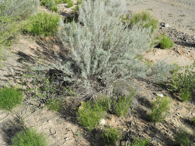 Artemisia filifolia (Sand sagebrush) #80480