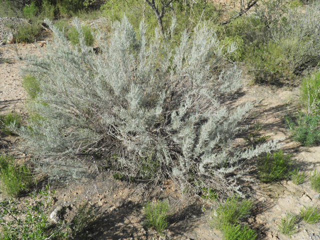 Artemisia filifolia (Sand sagebrush) #80481