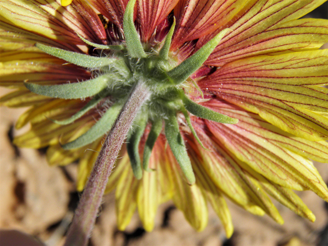 Gaillardia pinnatifida (Red dome blanketflower) #80488