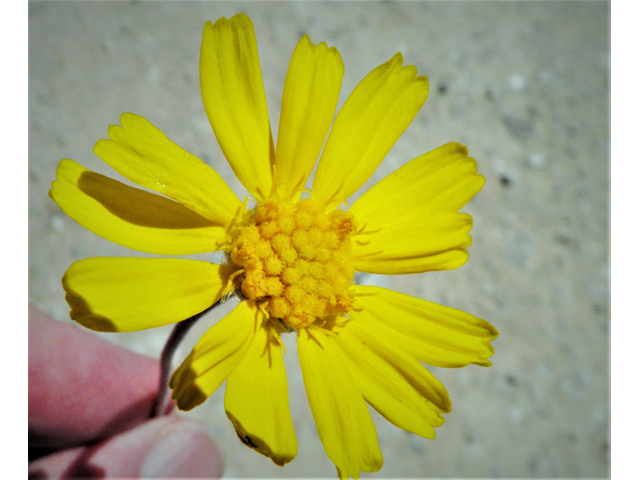 Tetraneuris scaposa var. scaposa (Four-nerve daisy) #80507