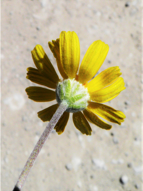 Tetraneuris scaposa var. scaposa (Four-nerve daisy) #80508