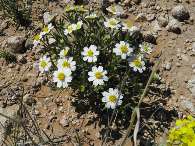 Melampodium leucanthum (Blackfoot daisy) #80521
