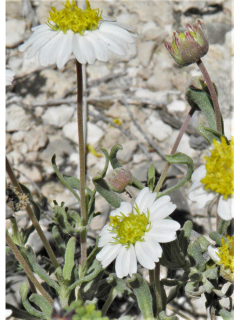 Melampodium leucanthum (Blackfoot daisy) #80523
