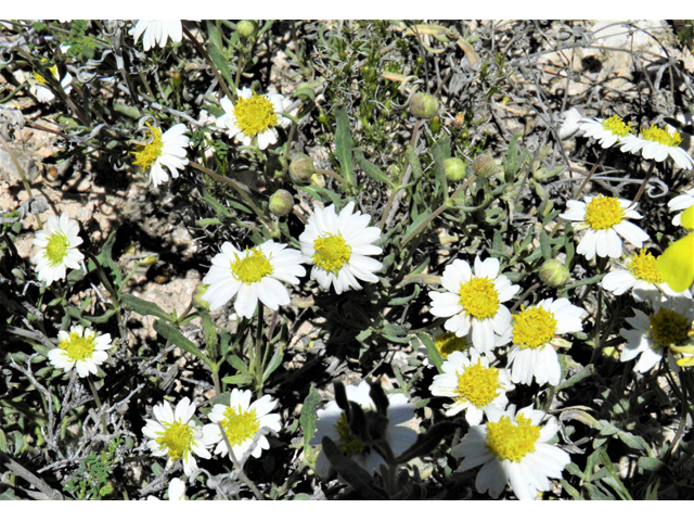 Melampodium leucanthum (Blackfoot daisy) #80524
