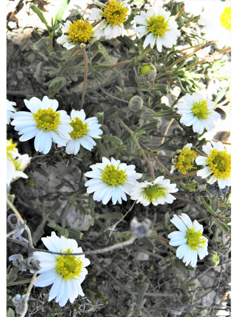 Melampodium leucanthum (Blackfoot daisy) #80525