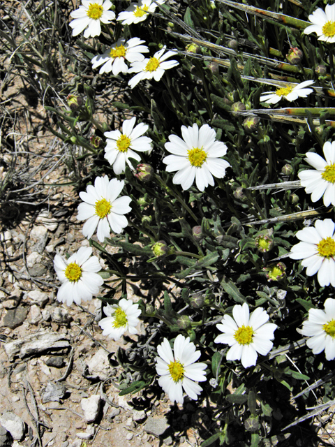 Melampodium leucanthum (Blackfoot daisy) #80526
