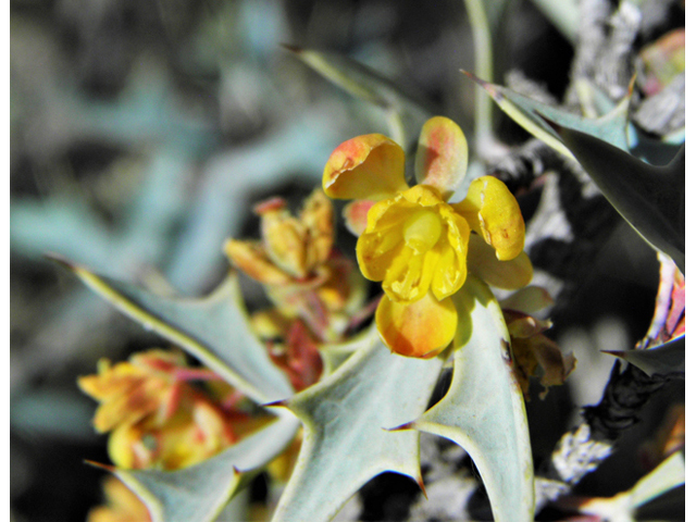 Mahonia trifoliolata (Agarita) #80543