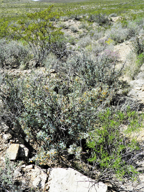 Mahonia trifoliolata (Agarita) #80544