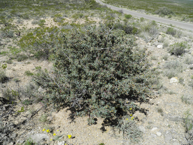 Mahonia trifoliolata (Agarita) #80545