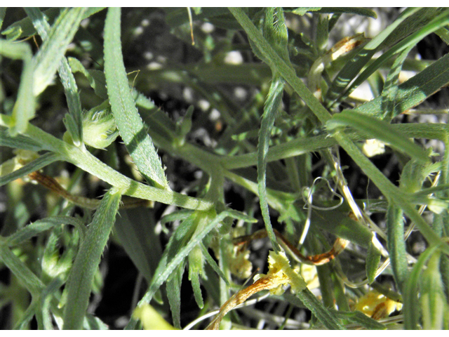 Lithospermum incisum (Fringed puccoon) #80560