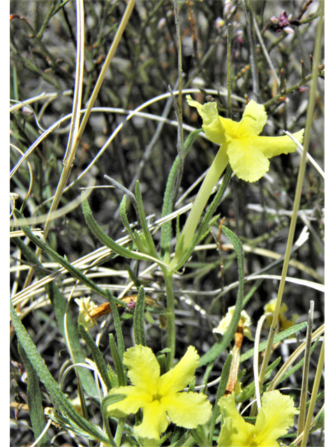 Lithospermum incisum (Fringed puccoon) #80561