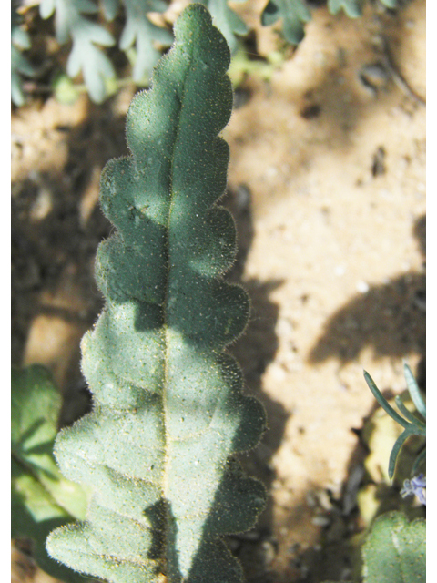 Phacelia integrifolia (Gypsum phacelia) #80597