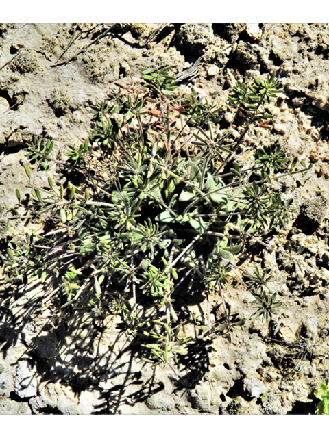 Draba cuneifolia (Wedgeleaf draba) #80666