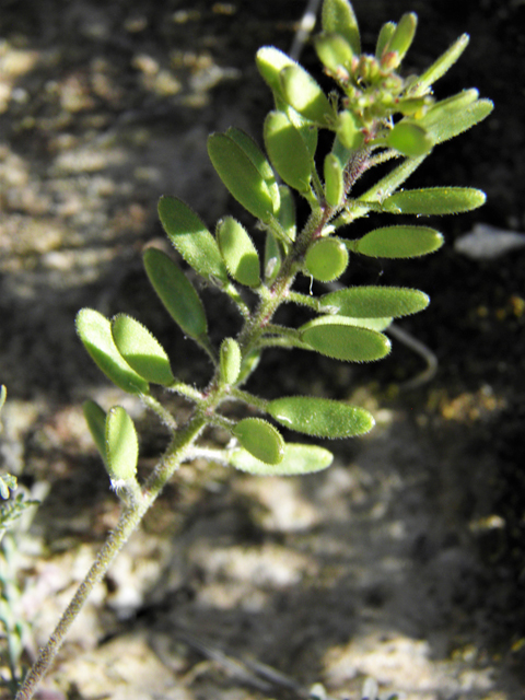 Draba cuneifolia (Wedgeleaf draba) #80667