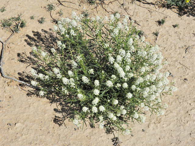 Lepidium alyssoides (Mesa pepperwort) #80668