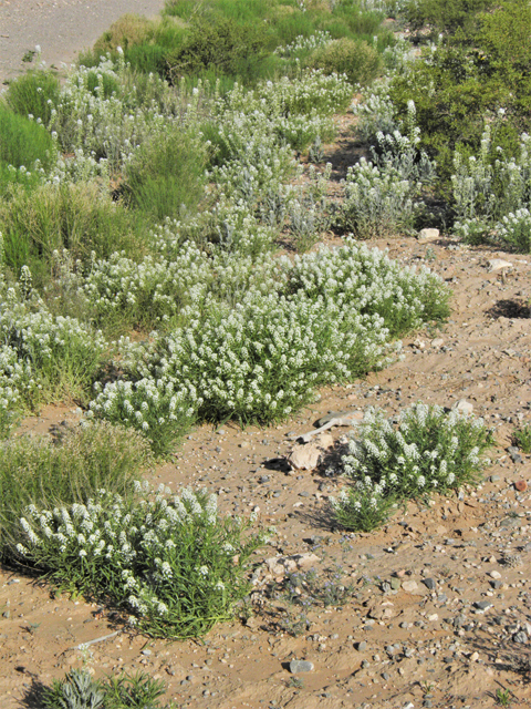 Lepidium alyssoides (Mesa pepperwort) #80669