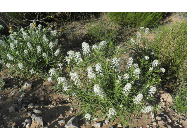 Lepidium alyssoides (Mesa pepperwort) #80671