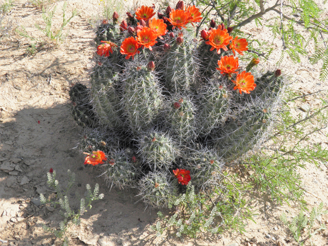 Echinocereus coccineus (Scarlet hedgehog cactus) #80741