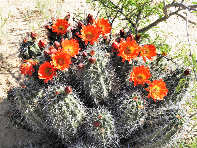 Echinocereus coccineus (Scarlet hedgehog cactus) #80742