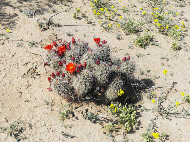 Echinocereus coccineus (Scarlet hedgehog cactus) #80743