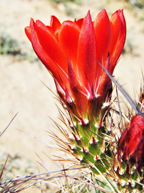 Echinocereus coccineus (Scarlet hedgehog cactus) #80744