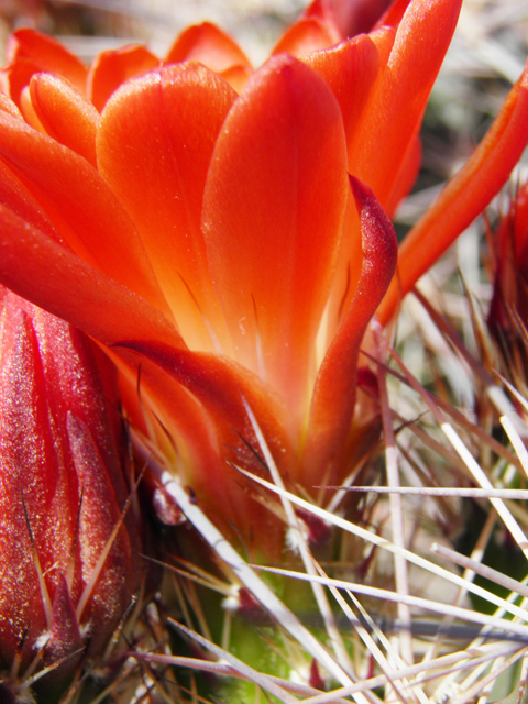 Echinocereus coccineus (Scarlet hedgehog cactus) #80745