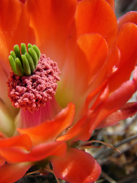 Echinocereus coccineus (Scarlet hedgehog cactus) #80747
