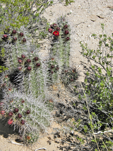 Echinocereus coccineus (Scarlet hedgehog cactus) #80750