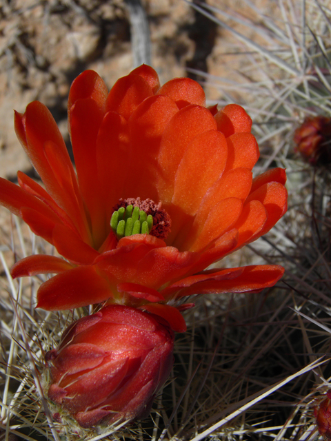 Echinocereus coccineus (Scarlet hedgehog cactus) #80751