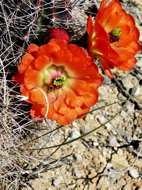 Echinocereus coccineus (Scarlet hedgehog cactus) #80752