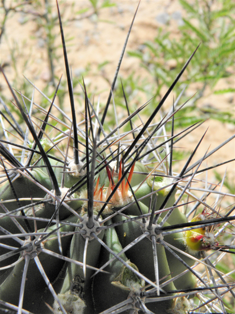 Echinocereus coccineus (Scarlet hedgehog cactus) #80757