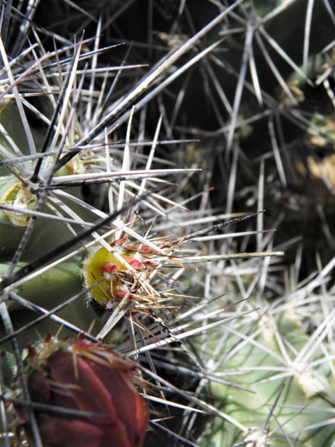 Echinocereus coccineus (Scarlet hedgehog cactus) #80758