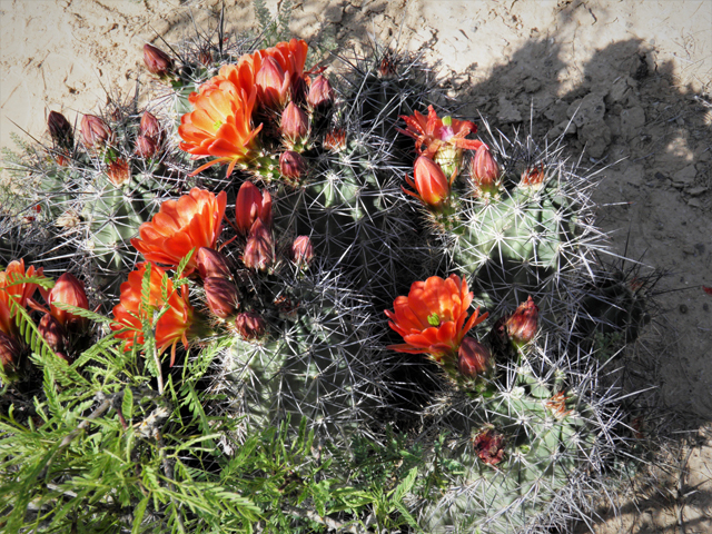 Echinocereus coccineus (Scarlet hedgehog cactus) #80759