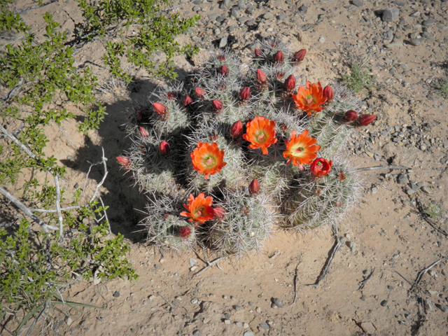 Echinocereus coccineus (Scarlet hedgehog cactus) #80760