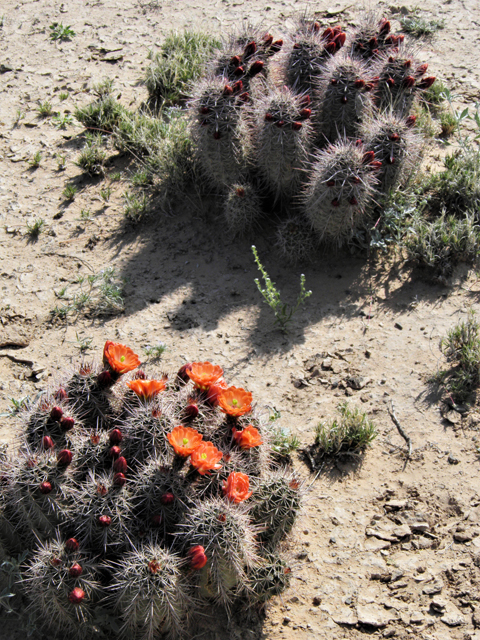 Echinocereus coccineus (Scarlet hedgehog cactus) #80763