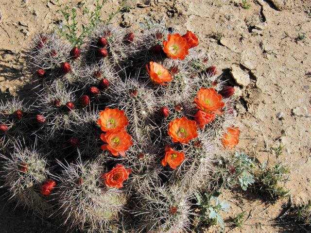 Echinocereus coccineus (Scarlet hedgehog cactus) #80764