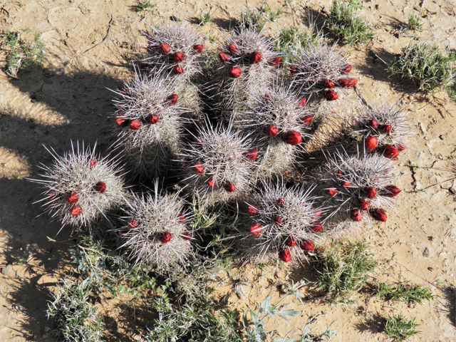 Echinocereus coccineus (Scarlet hedgehog cactus) #80765
