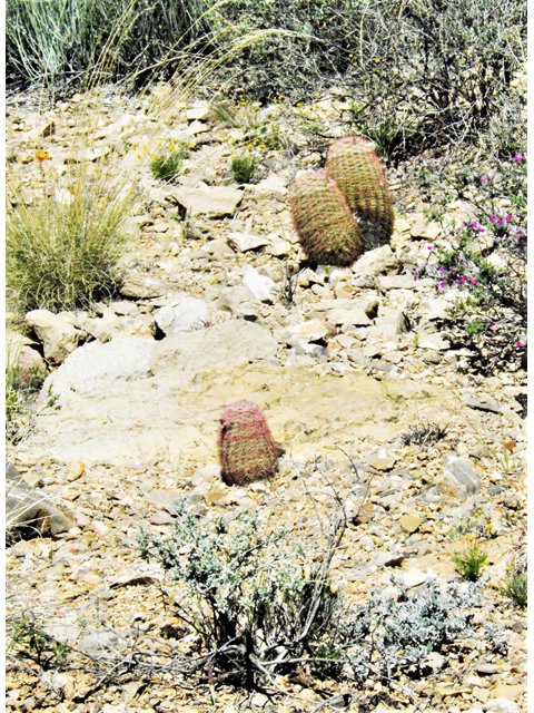 Echinocereus dasyacanthus (Texas rainbow cactus) #80766