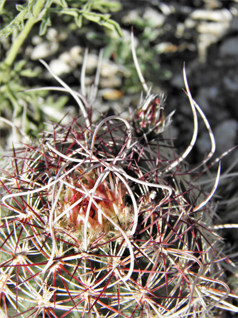 Echinocereus viridiflorus var. chloranthus (Nylon hedgehog cactus) #80768