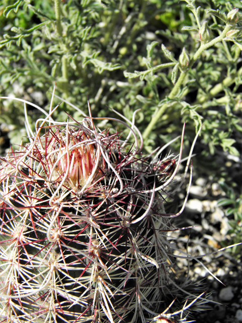 Echinocereus viridiflorus var. chloranthus (Nylon hedgehog cactus) #80769