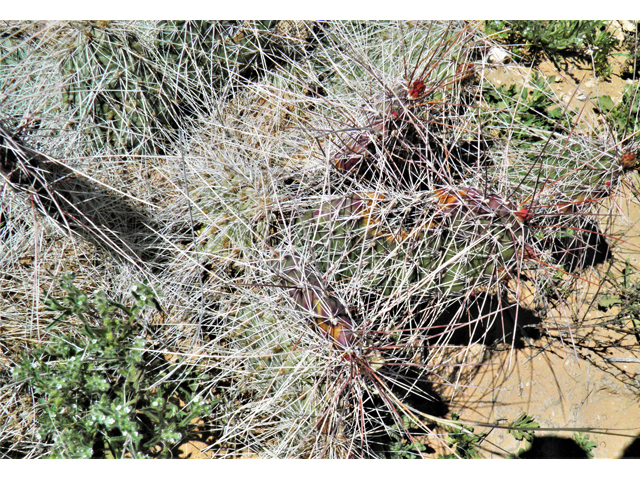 Opuntia macrorhiza var. macrorhiza (Twistspine pricklypear) #80772