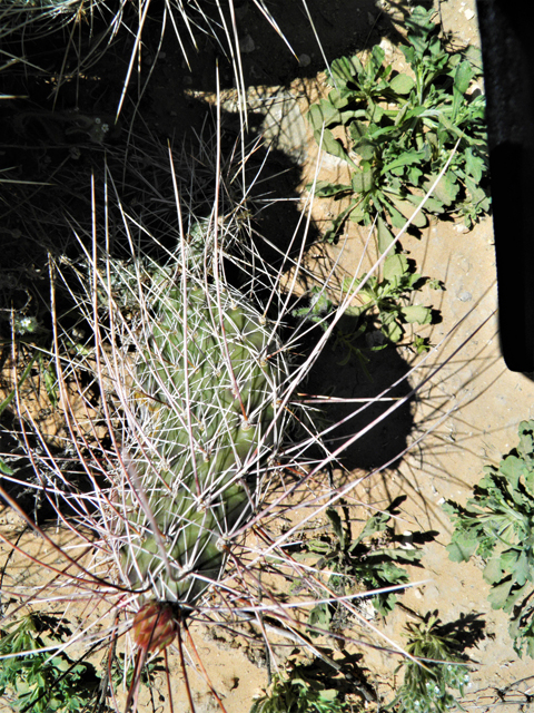 Opuntia macrorhiza var. macrorhiza (Twistspine pricklypear) #80774