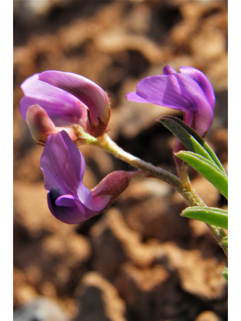 Astragalus wootonii (Halfmoon milkvetch) #80785